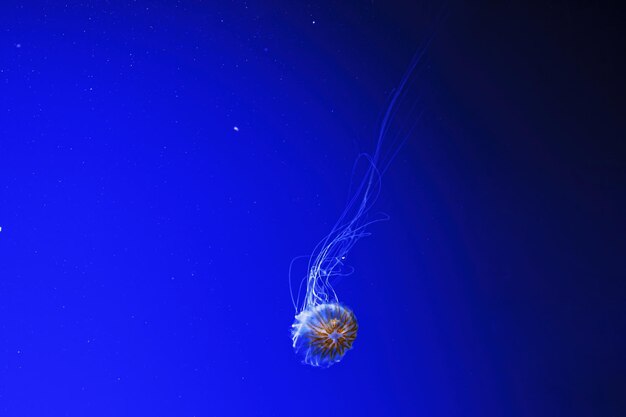 macro photography underwater northern sea nettle or brown jellyfish jellyfish closeup