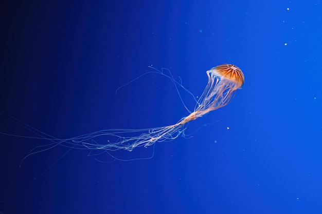 Macro photography underwater northern sea nettle or brown jellyfish jellyfish