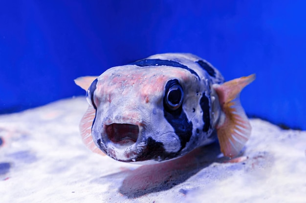 Macro photography underwater pufferfish gray