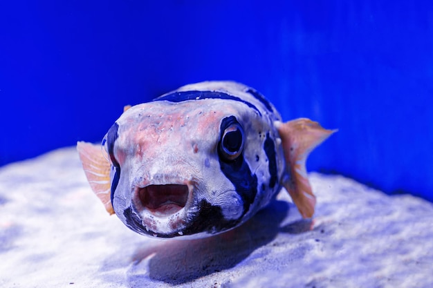 Macro photography underwater pufferfish gray