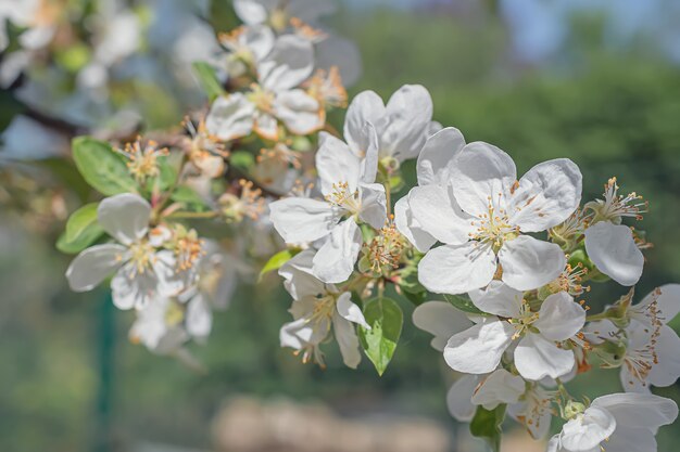 Macro photography of white apple flowers