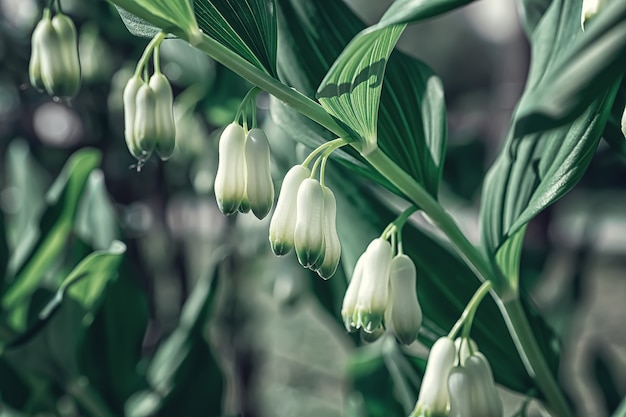 Fotografia macro di un fiore bianco