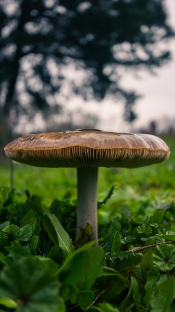 Photo macro photography of a white mushroom