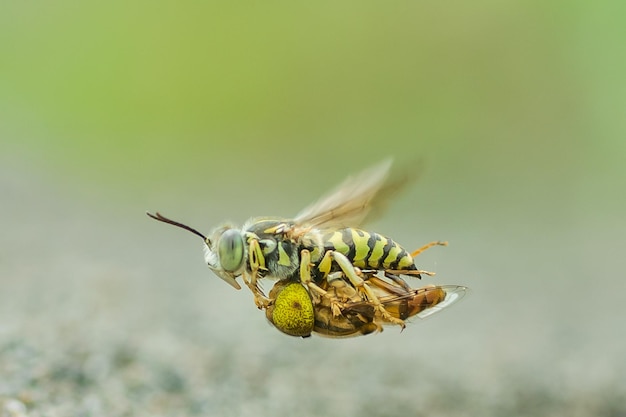 Macro photography with blur background