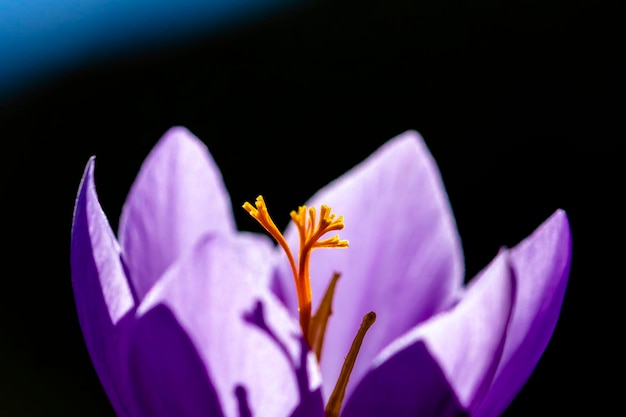 Macro photography with shadows of the petals