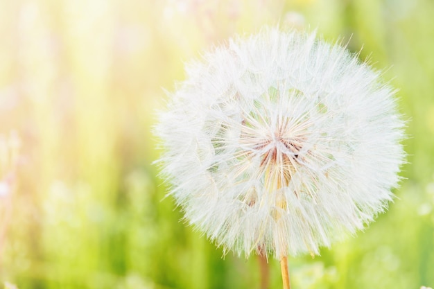 Macro photography with texture fluffy dandelion on green meadow