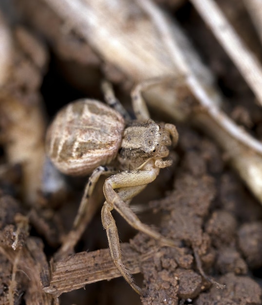 Macro photography of a Xysticus croceus crab spider on the ground
