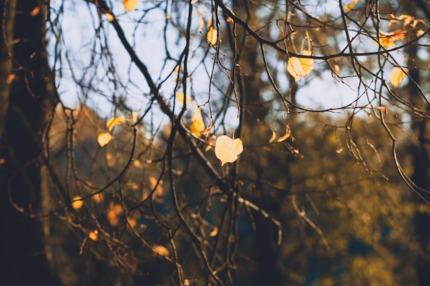 Macro photography of a yellow leaf on a birch branch in an autumn forest Moody toned image