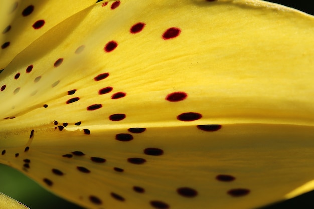 自然な黄色の背景テクスチャとして日光の下で黄色いユリの花びらのマクロ写真