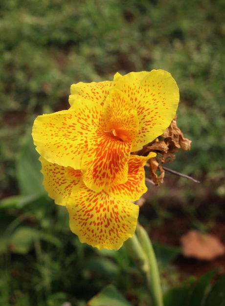 Macro photography of yellow