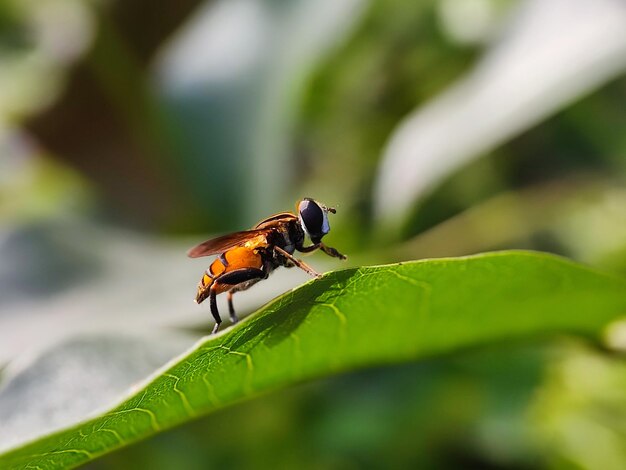 macro photography