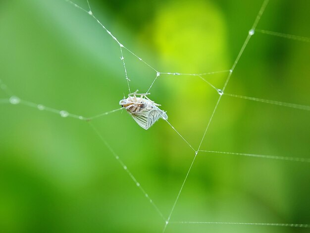 macro photography