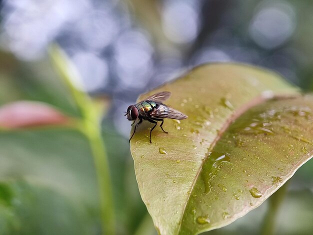 Photo macro photography