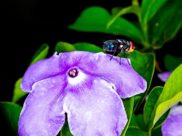 Macro photos of brazilian insects.