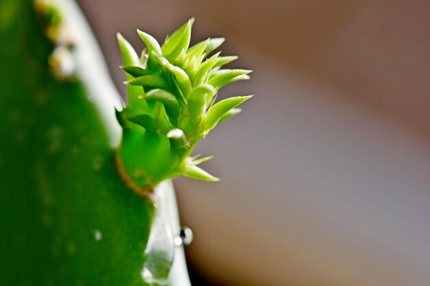 Photo macro photos of cactus new sprouts