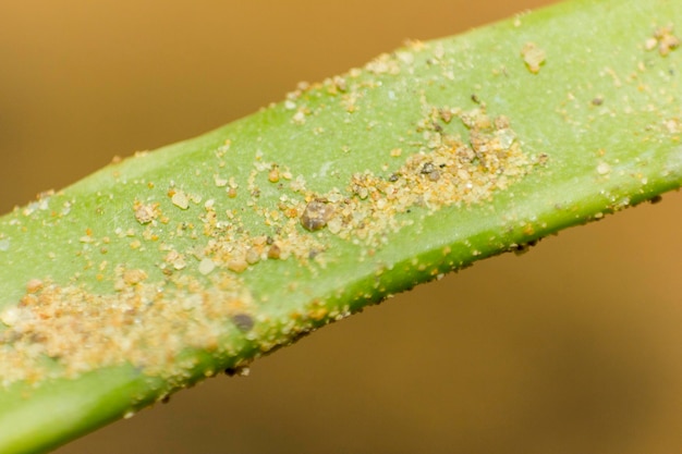 ポットサンドを使用したアレオベラ植物のマクロ写真