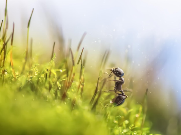 Macro picture, black ant Messor in grass.