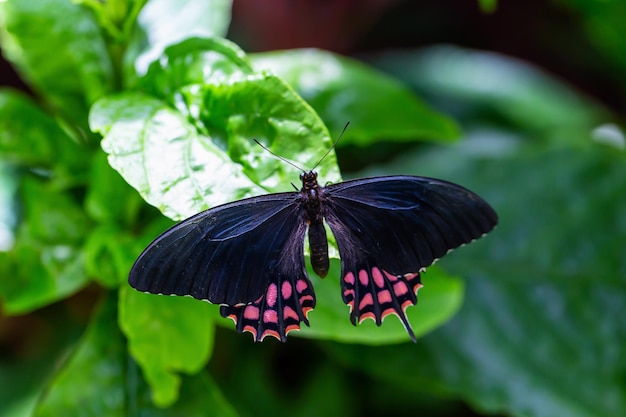 Macro Picture of a Butterfly