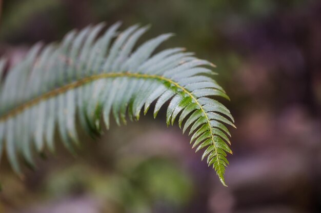 Macro picture of a green leaf in spring time