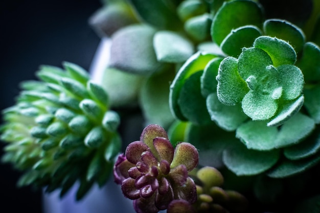 Macro picture of green succulent