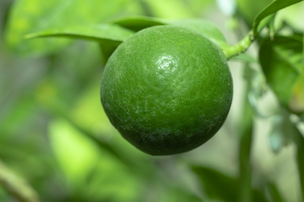 Macro Picture Lemon on the lemon tree with blur backgroundMacro Short Of Green lemon fruit