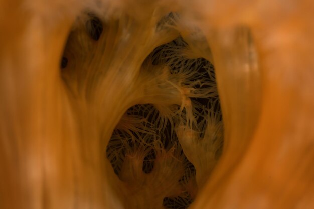 Macro Picture of Orange Plumose Anemone in Pacific Northwest Ocean