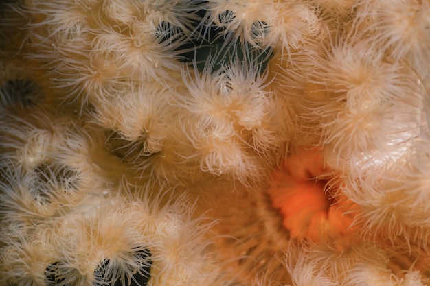 Foto immagine a macroistruzione di anemone plumose arancione nell'oceano pacifico nord-occidentale