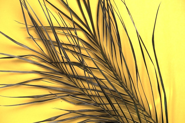 Macro picture of a palm leaf on a yellow background