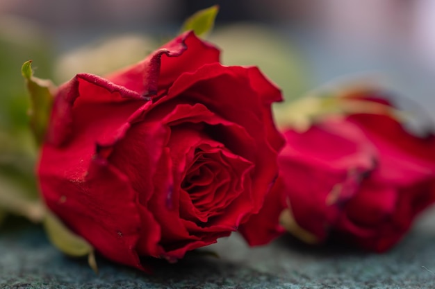 Macro picture of a red rose