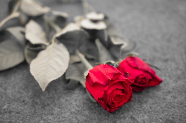Макро фотография красной розы