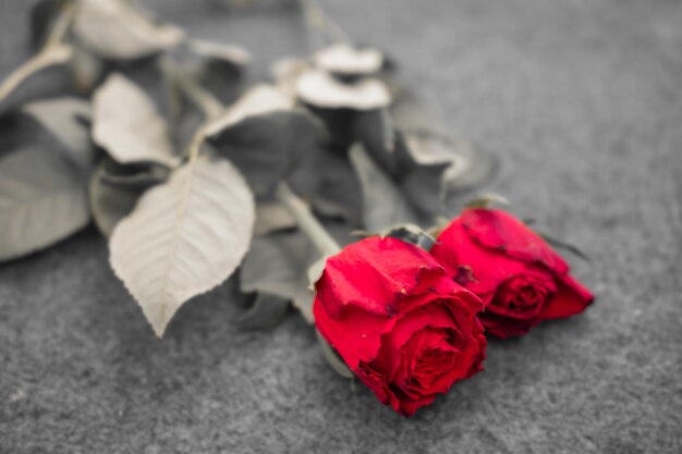 Macro picture of a red rose