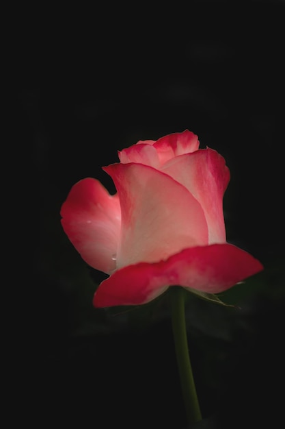 Macro picture of a red rose