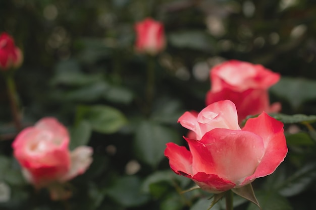 Макро фотография красной розы