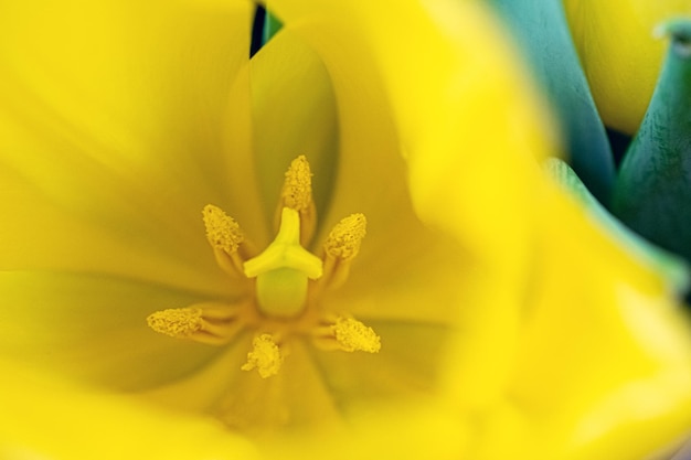 Macro picture of a yellow flower