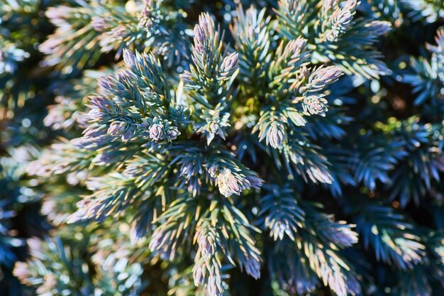 Photo macro above pine bush