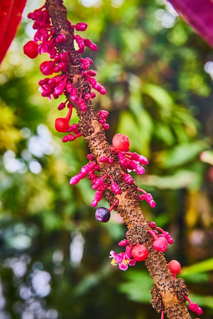 Macro pink bulbs growing off brown spotted wooden wood