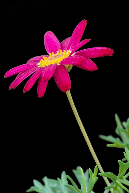 macro of a pink daisy