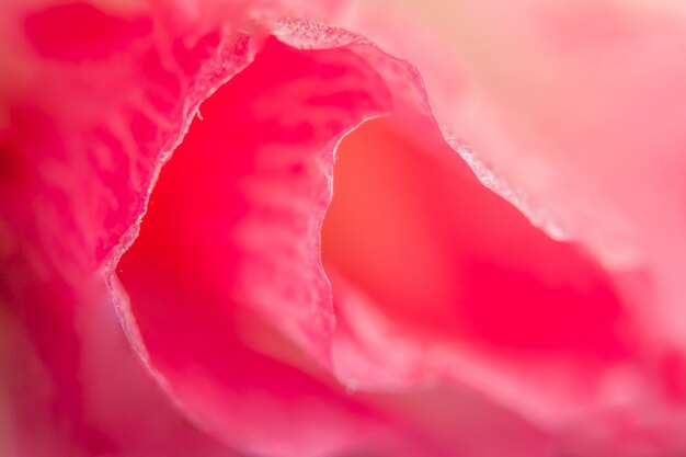 Macro pink flower petals background