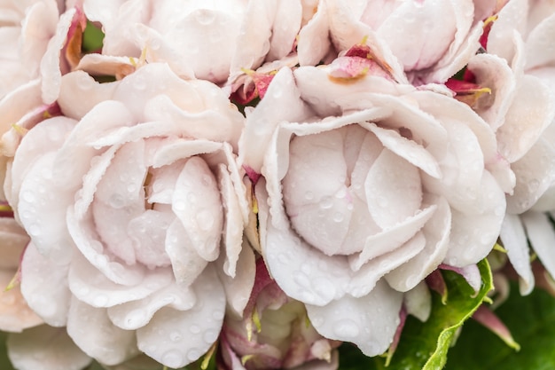 Macro of pink flowers