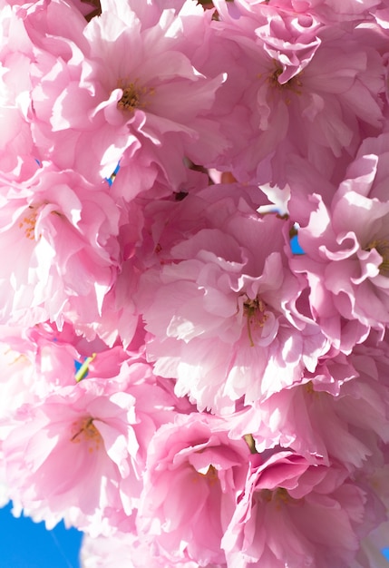 Macro pink japanese cherry twig blossom on blue sky background