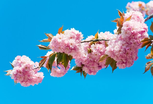 Macro pink japanese cherry twig blossom on blue sky