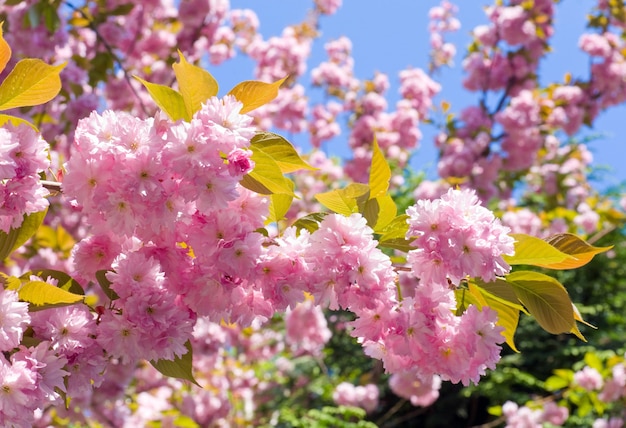 Macro pink japanese cherry twig blossom