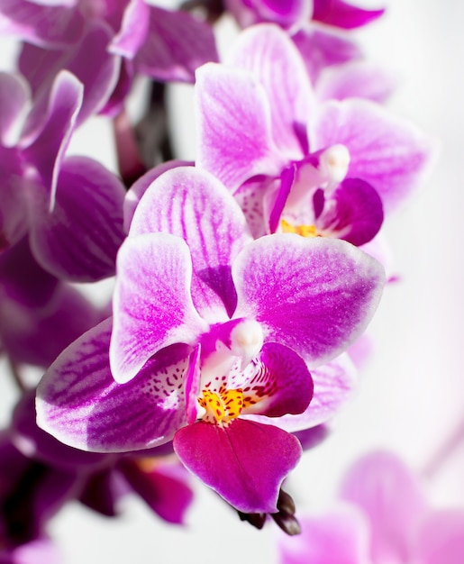 Макро розовый цветок орхидеи. фон с фиолетовыми цветами.