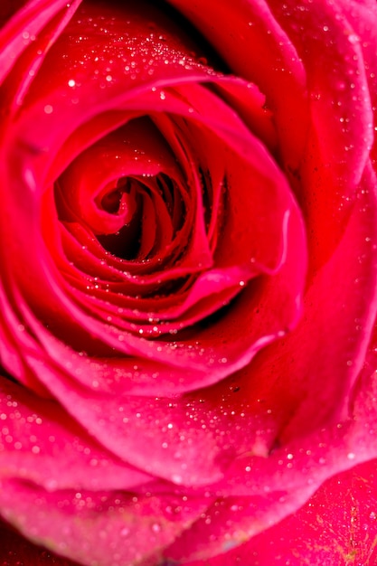 Macro of pink rose