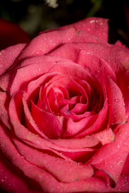 Macro of pink rose