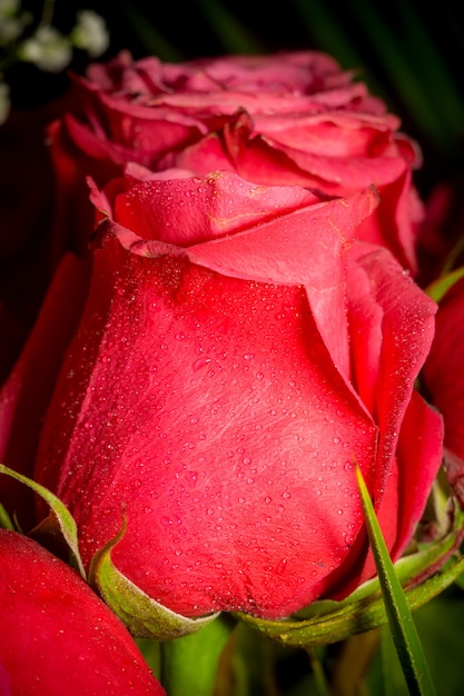 Macro of pink rose