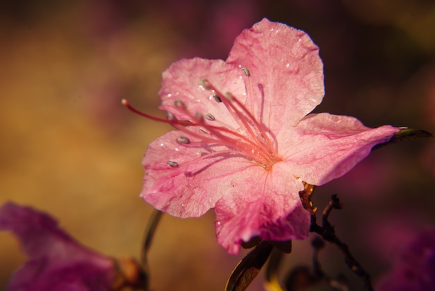 Macro of pink sakura flowers blooming in sunlight. Beautiful floral spring abstract background of nature. Soft focus, toned picture, copy space.