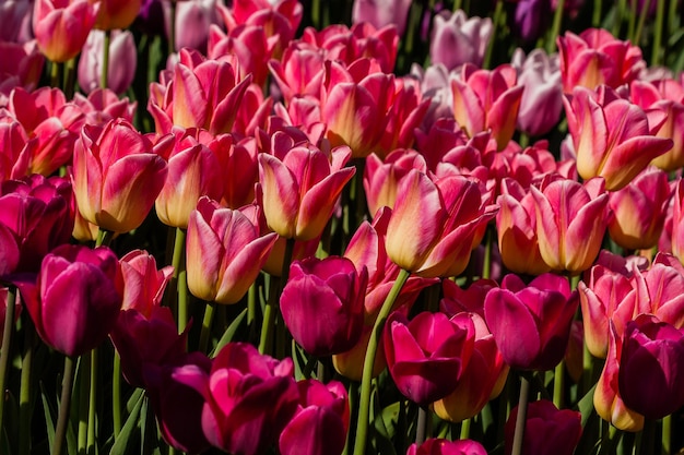 Macro of pink tulips on a background of green grass
