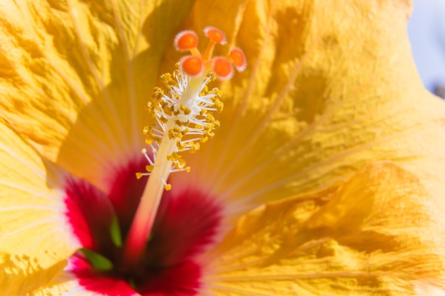 Фото Макропистиль и стержни на размытом фоне желтых лепестков цветов гибиска селективная фокус