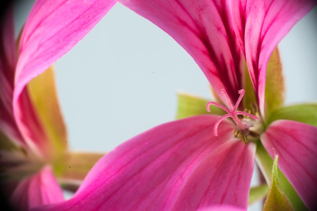 Macro of pistils of a small pink geranium